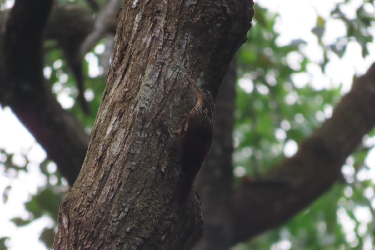 Ivory-billed Woodcreeper - ML619895515