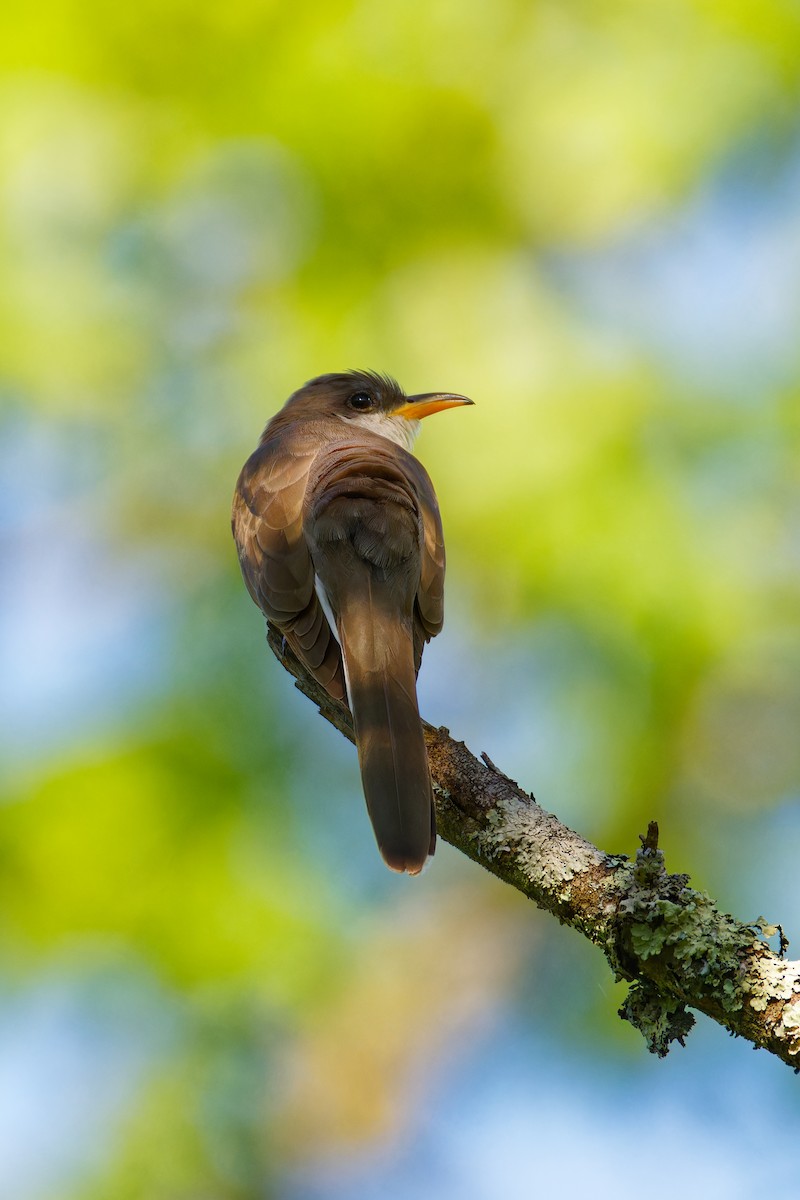 Yellow-billed Cuckoo - ML619895528