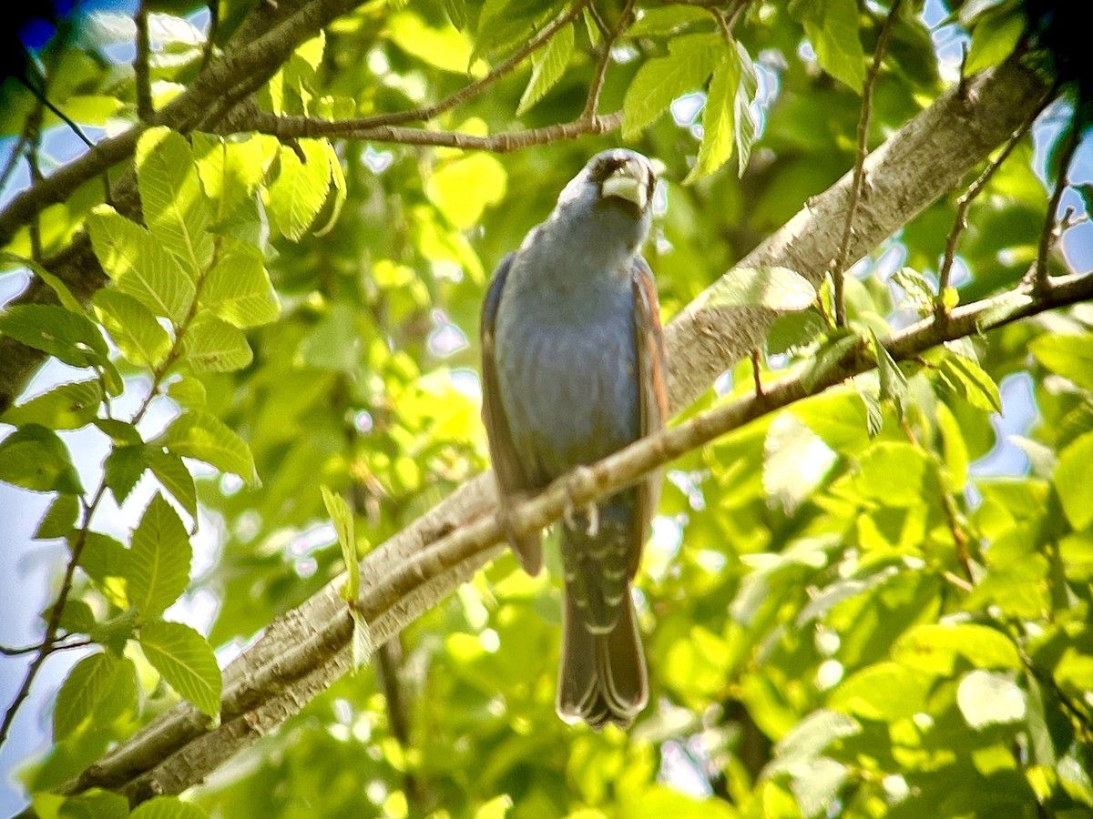 Blue Grosbeak - ML619895529