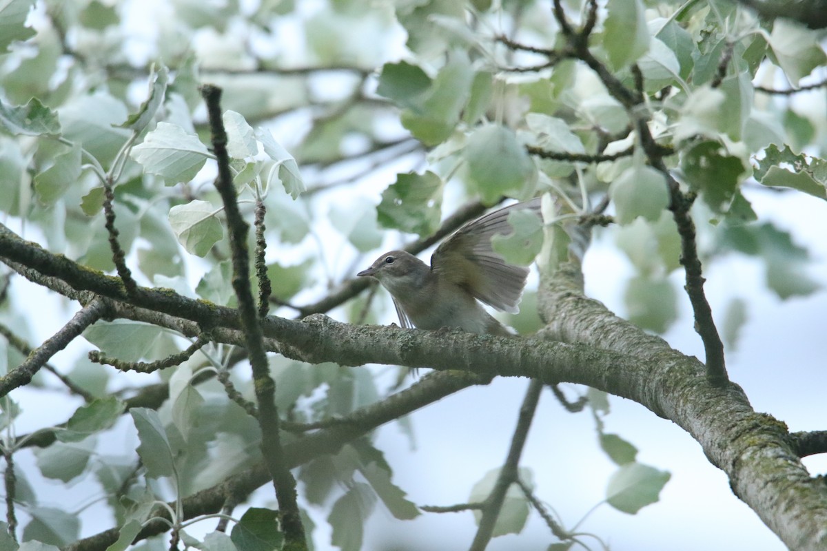 Garden Warbler - ML619895532