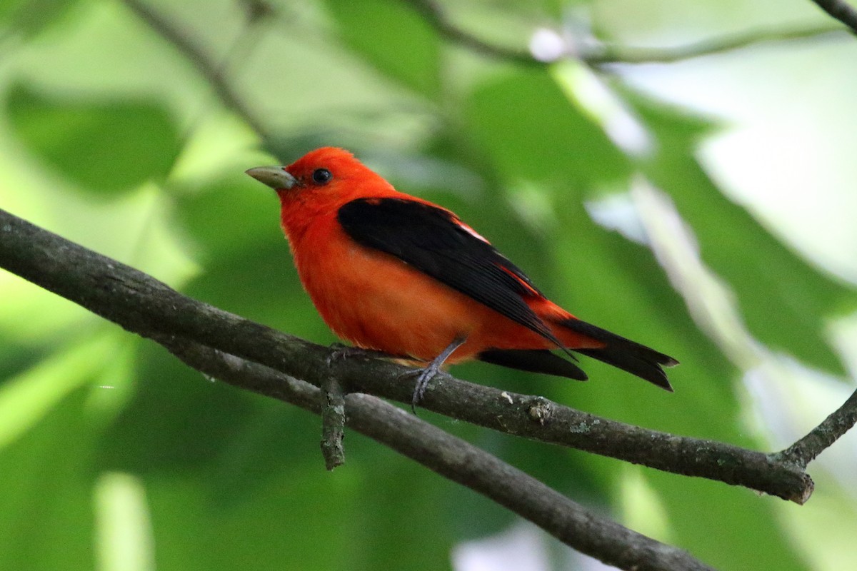 Scarlet Tanager - ML619895541