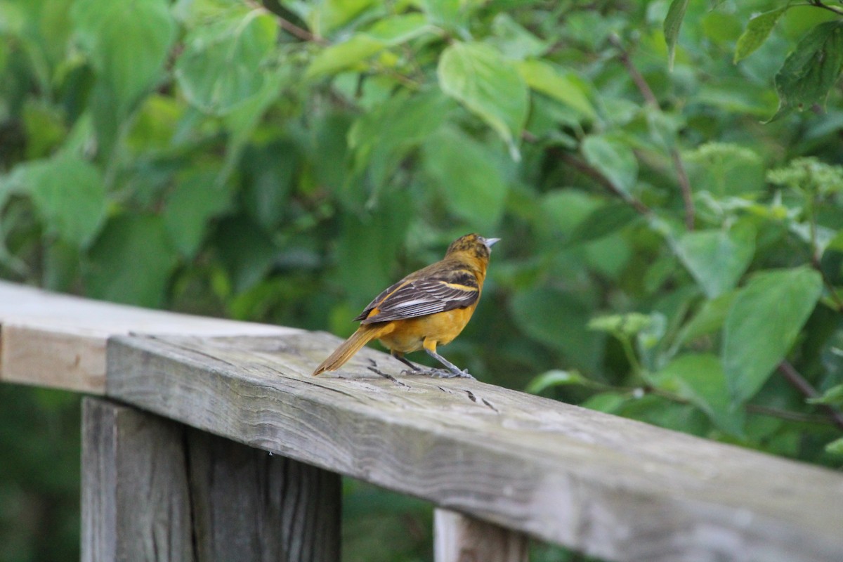 Baltimore Oriole - ML619895560