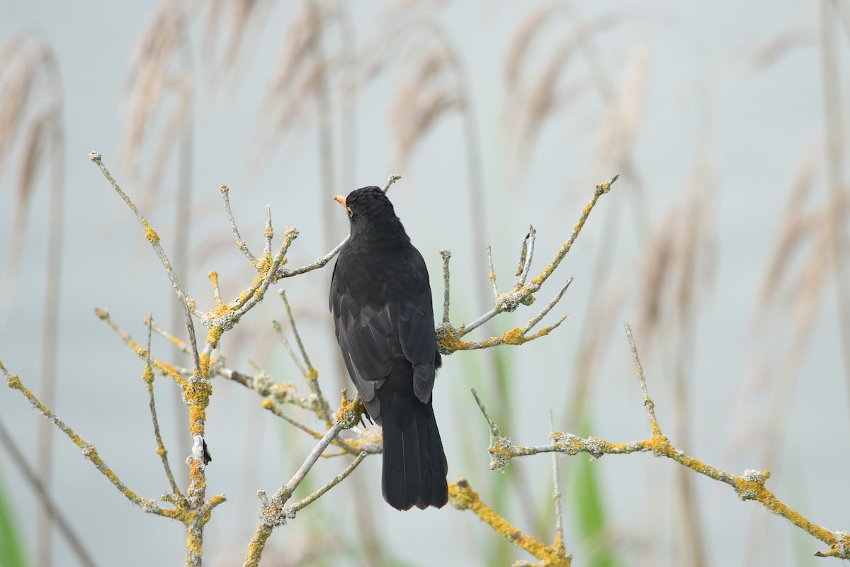 שחרור - ML619895567