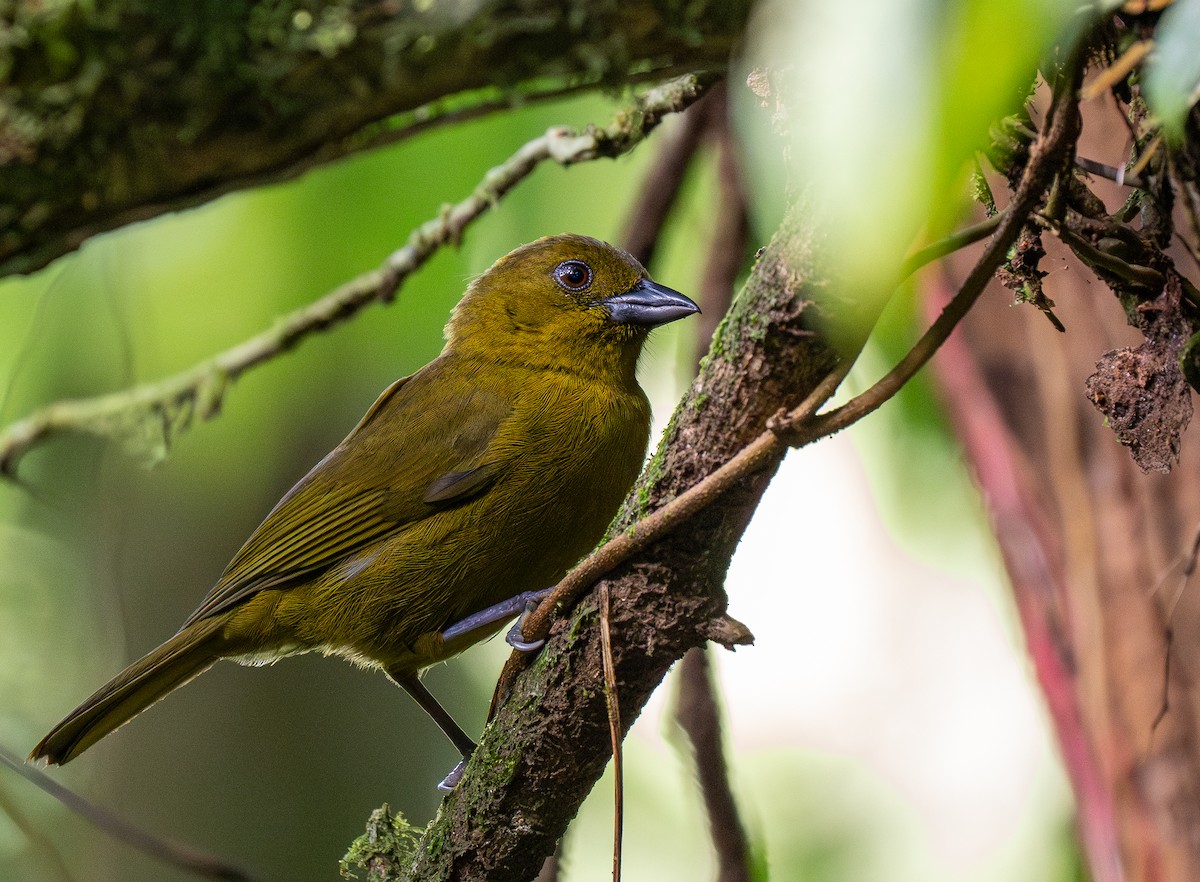 Carmiol's Tanager - Forest Botial-Jarvis