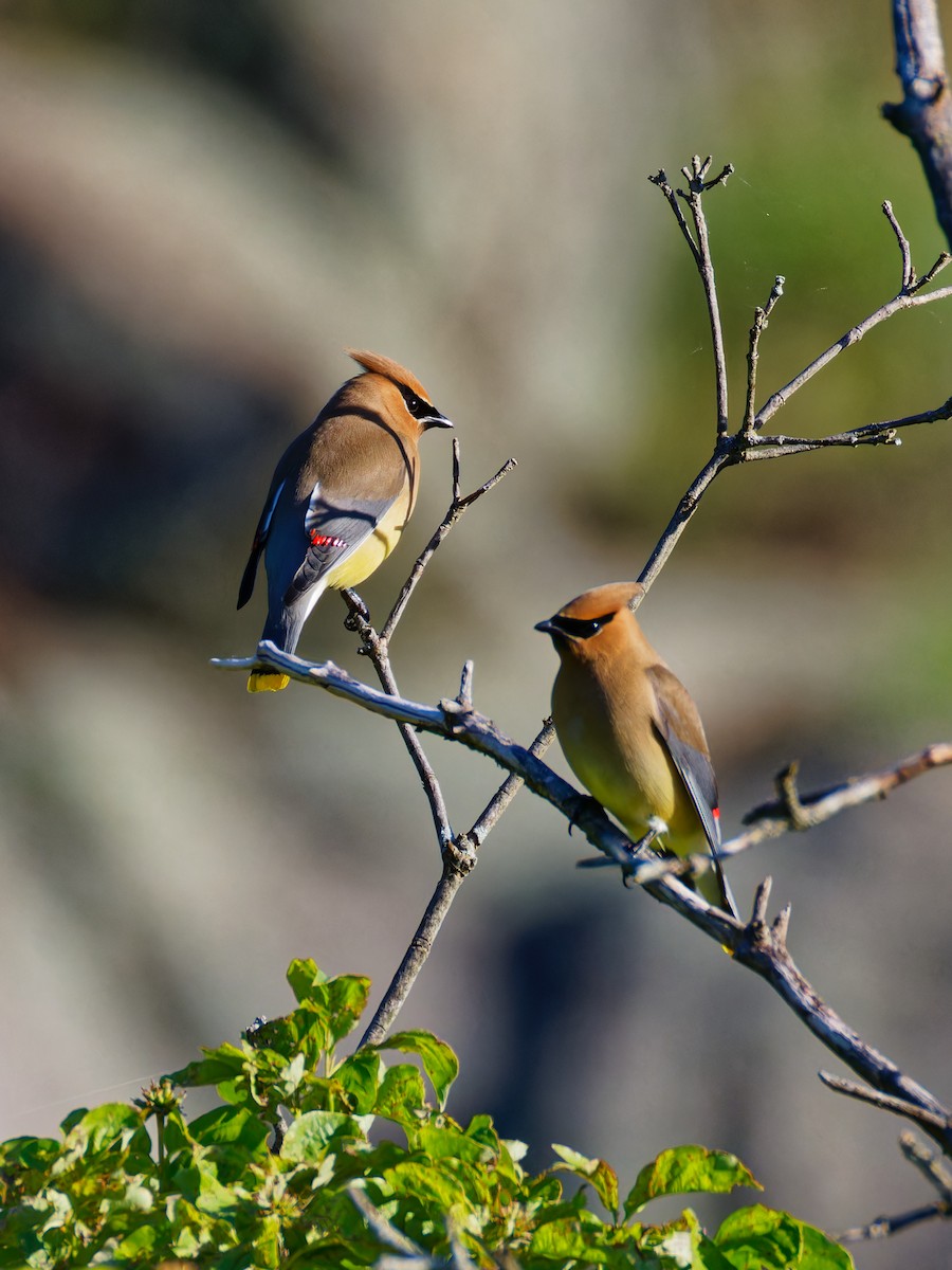 Cedar Waxwing - ML619895575