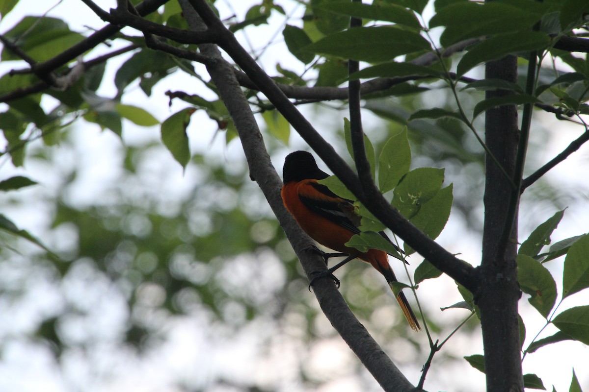 Baltimore Oriole - ML619895580