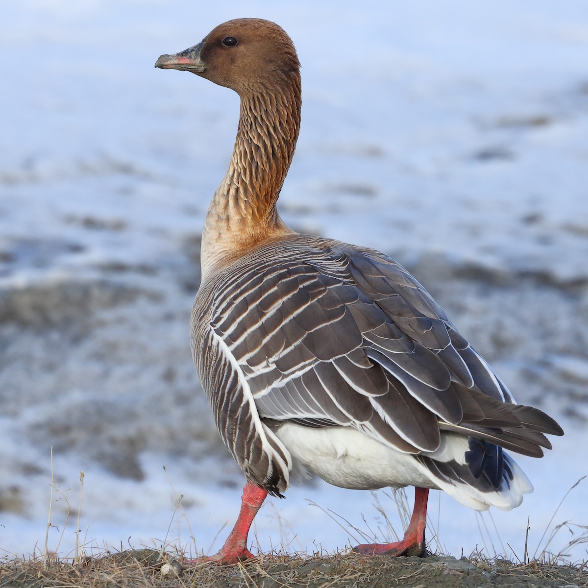 Pink-footed Goose - ML619895592
