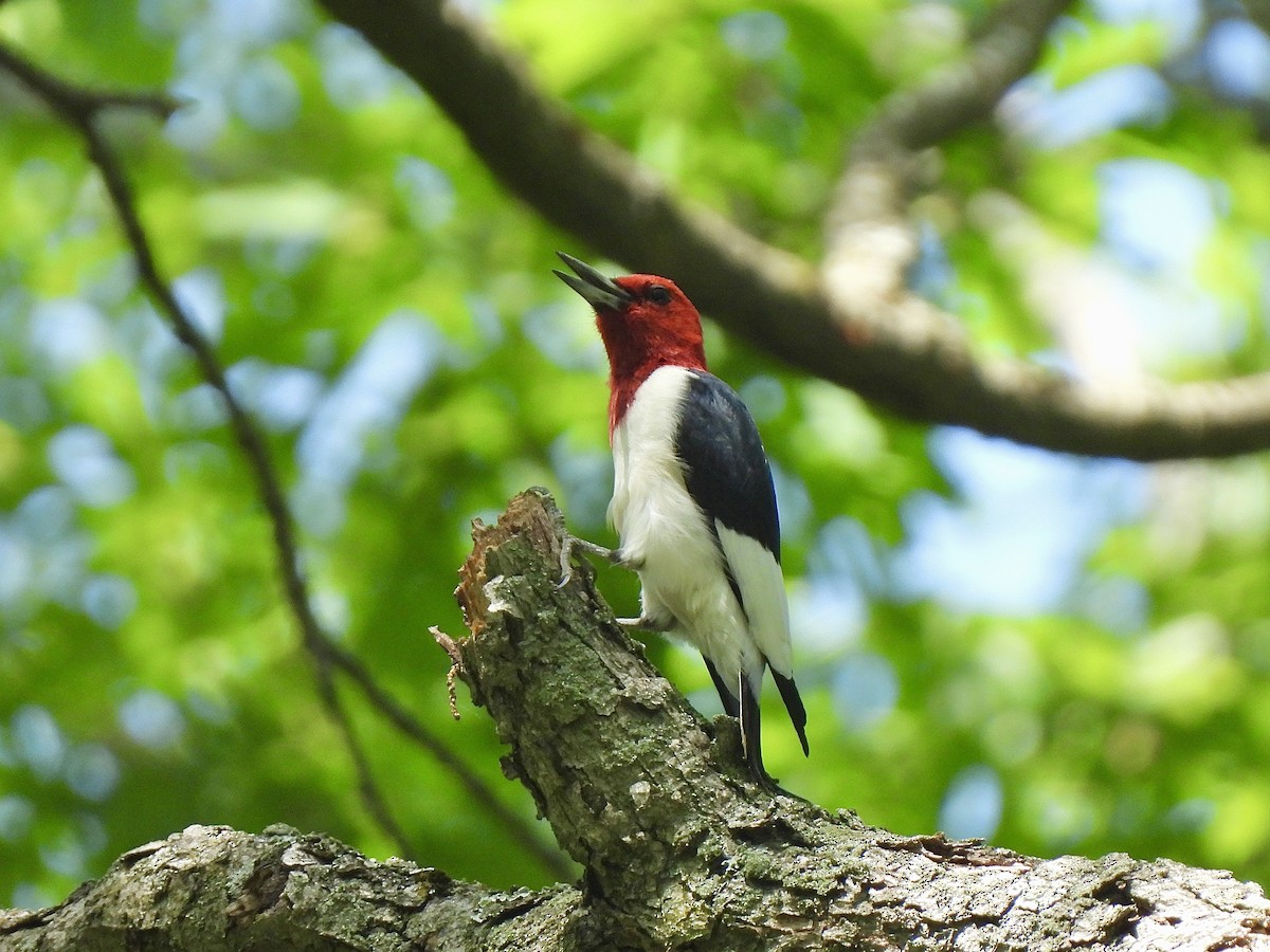 Red-headed Woodpecker - ML619895593