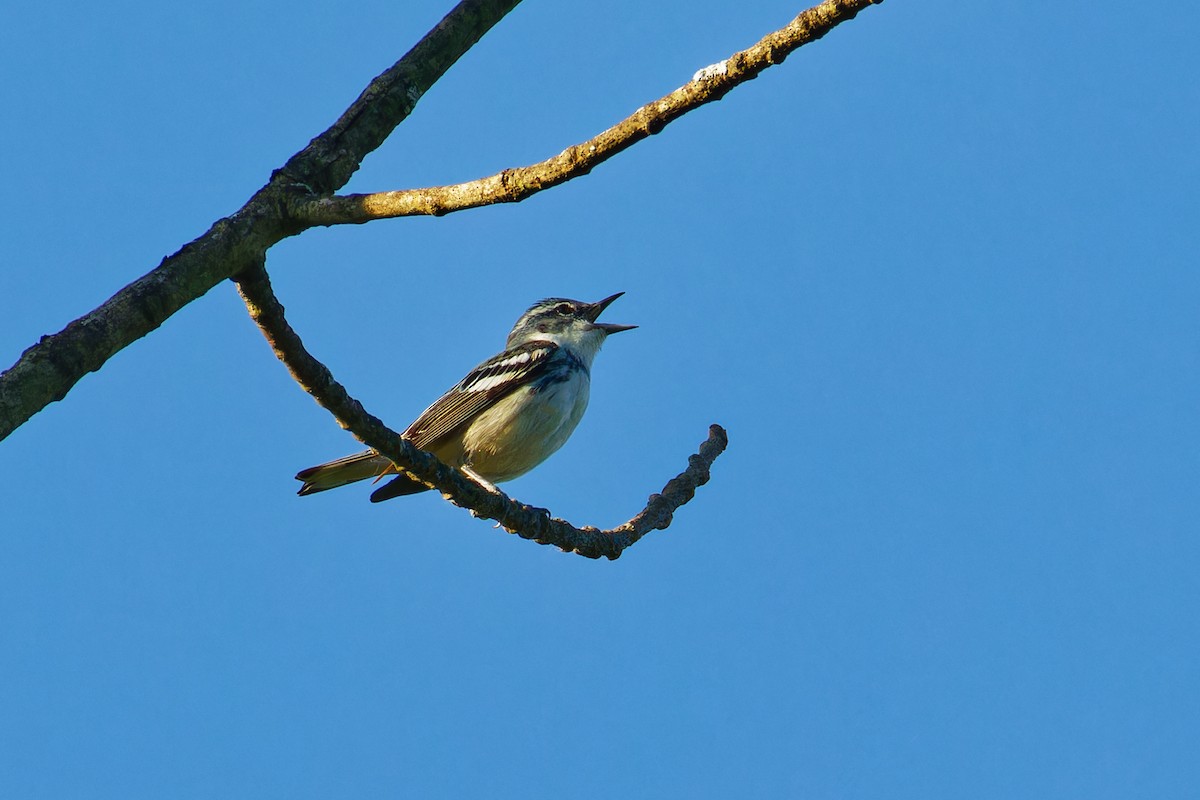 Cerulean Warbler - ML619895594