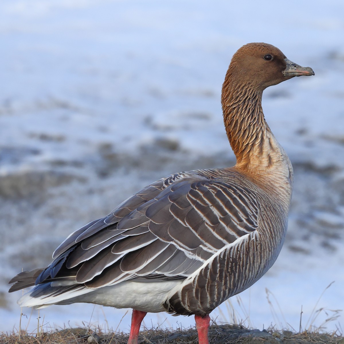 Pink-footed Goose - ML619895595