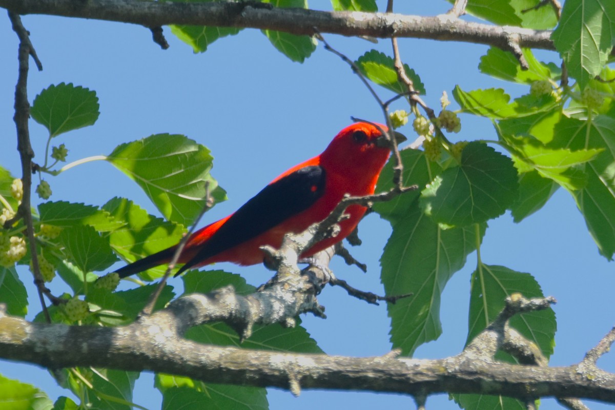 Scarlet Tanager - ML619895596