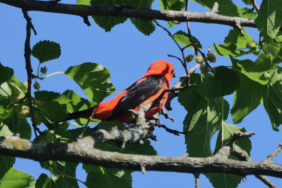 Scarlet Tanager - ML619895597