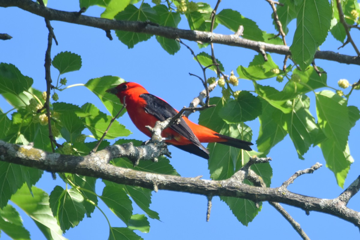 Scarlet Tanager - ML619895600