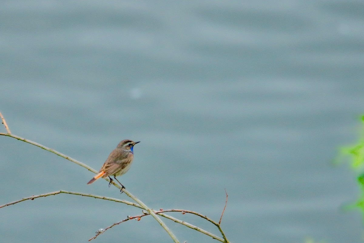 כחול חזה - ML619895605