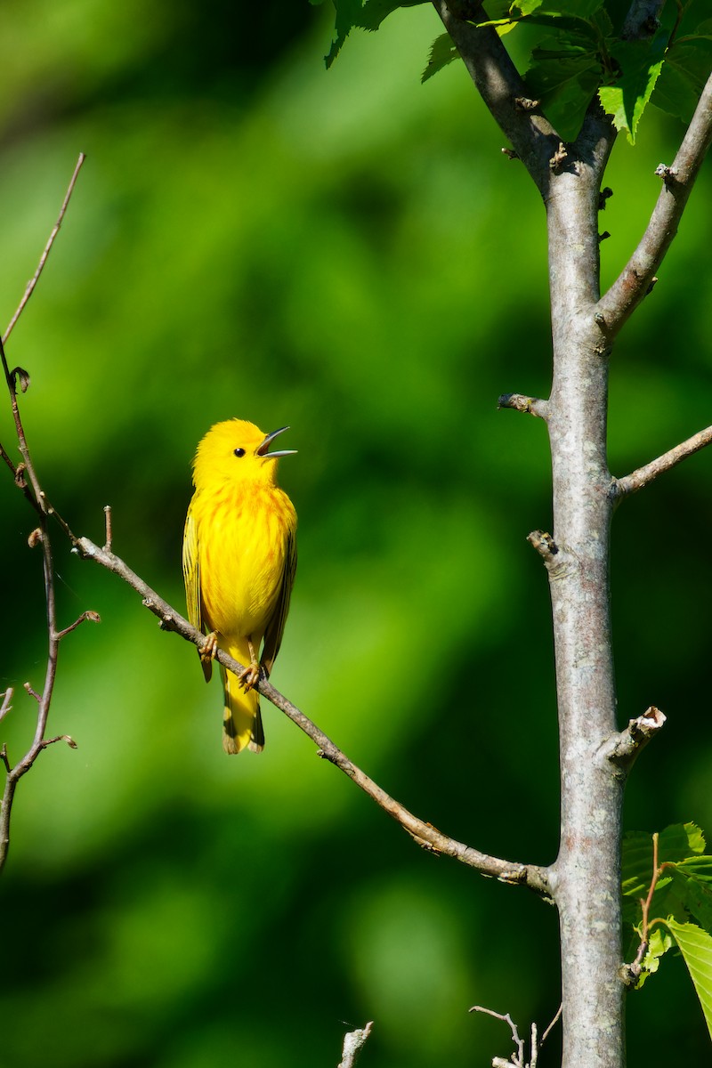 Yellow Warbler - ML619895610