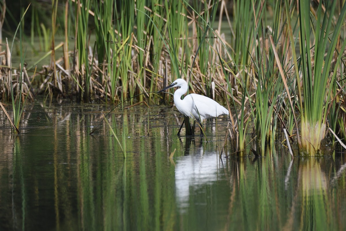 Little Egret - ML619895612