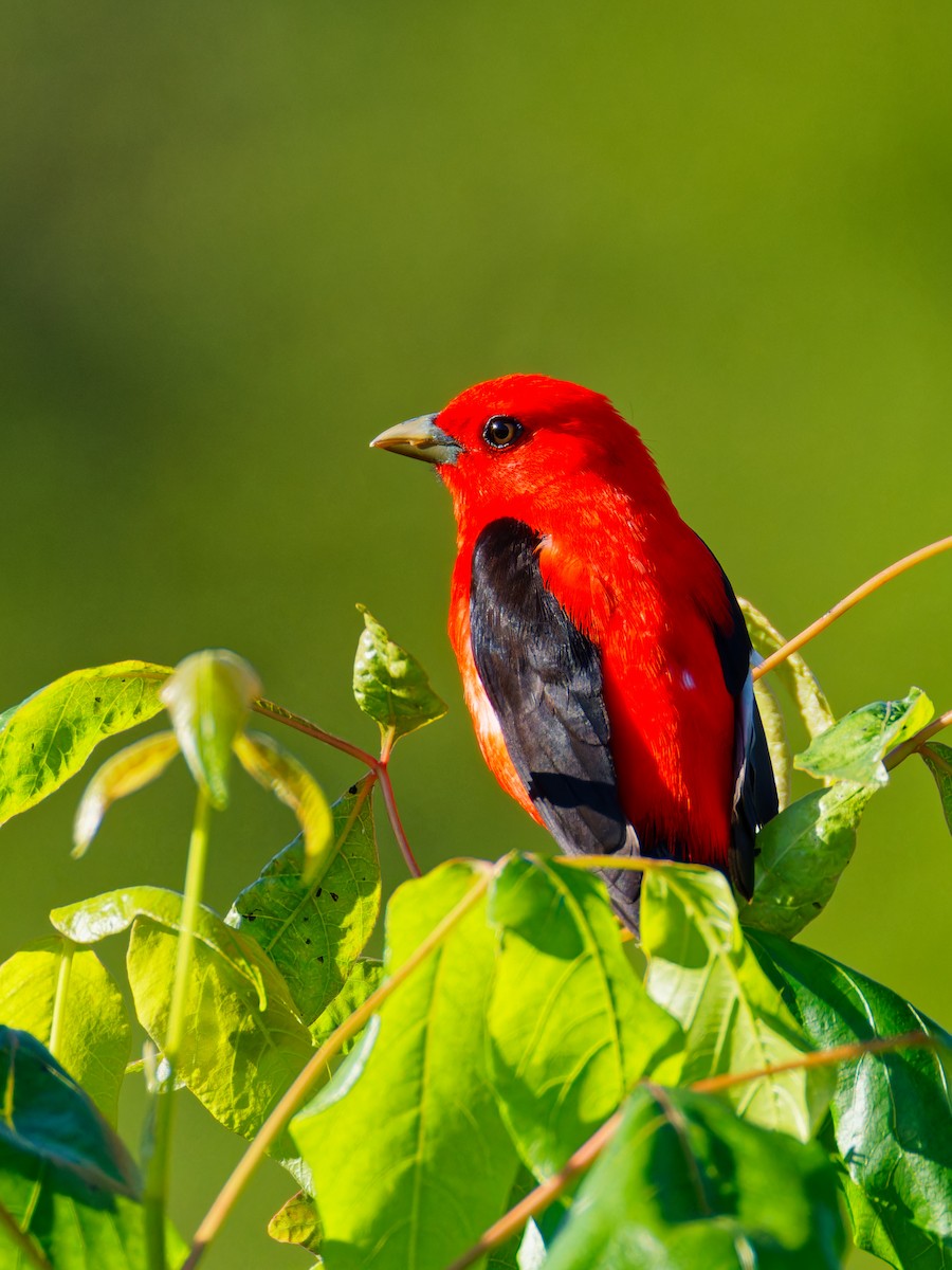 Scarlet Tanager - ML619895613