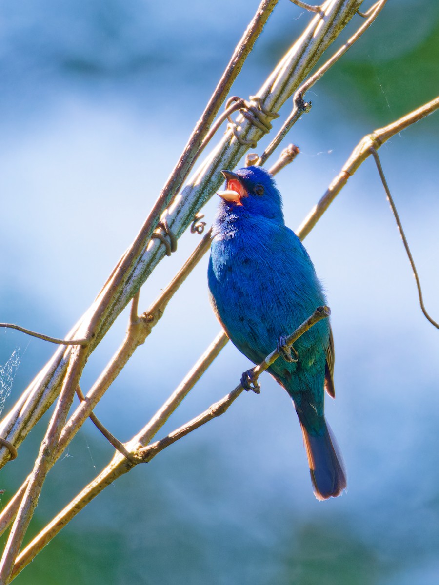 Indigo Bunting - ML619895619