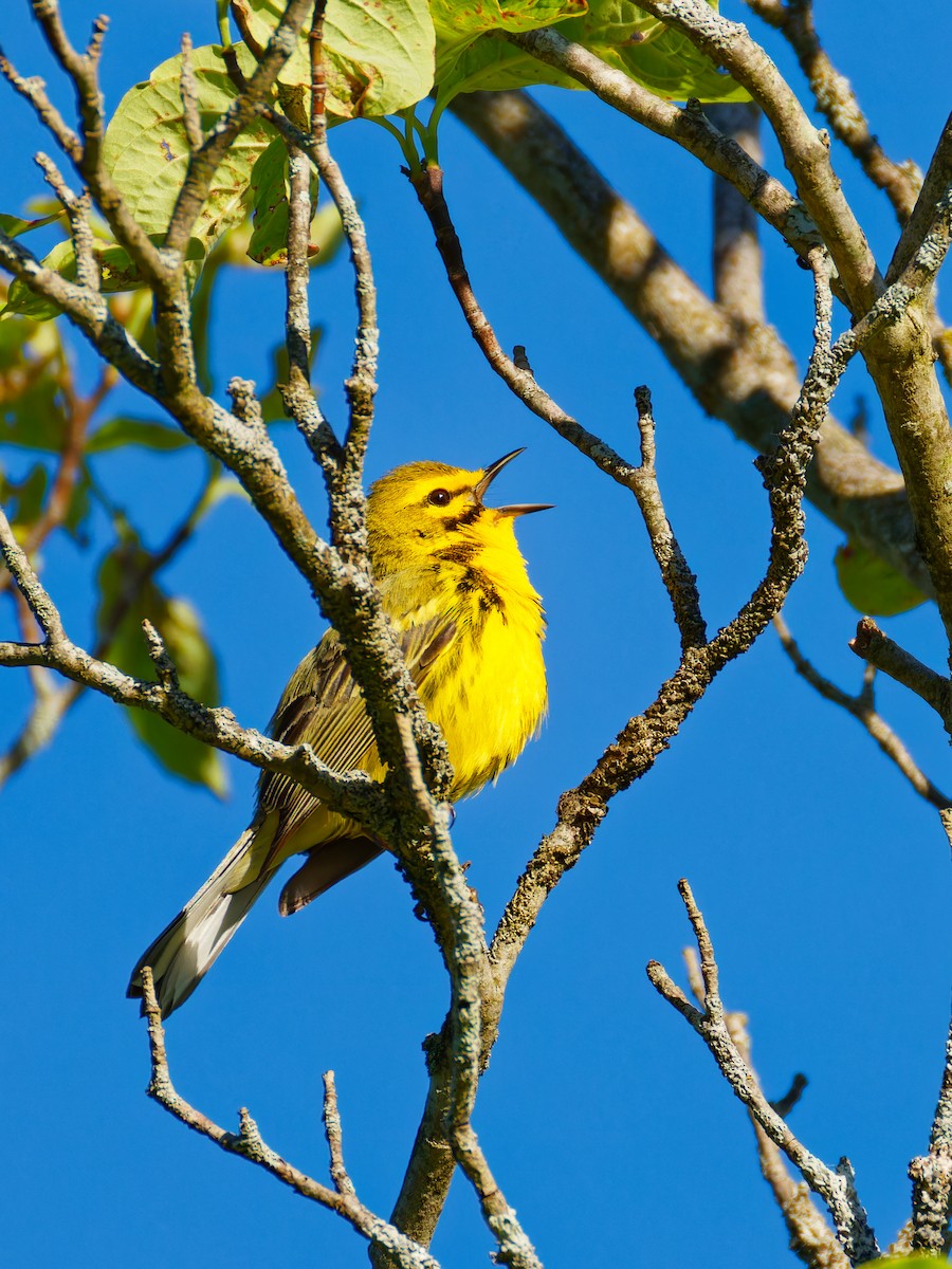 Prairie Warbler - ML619895623