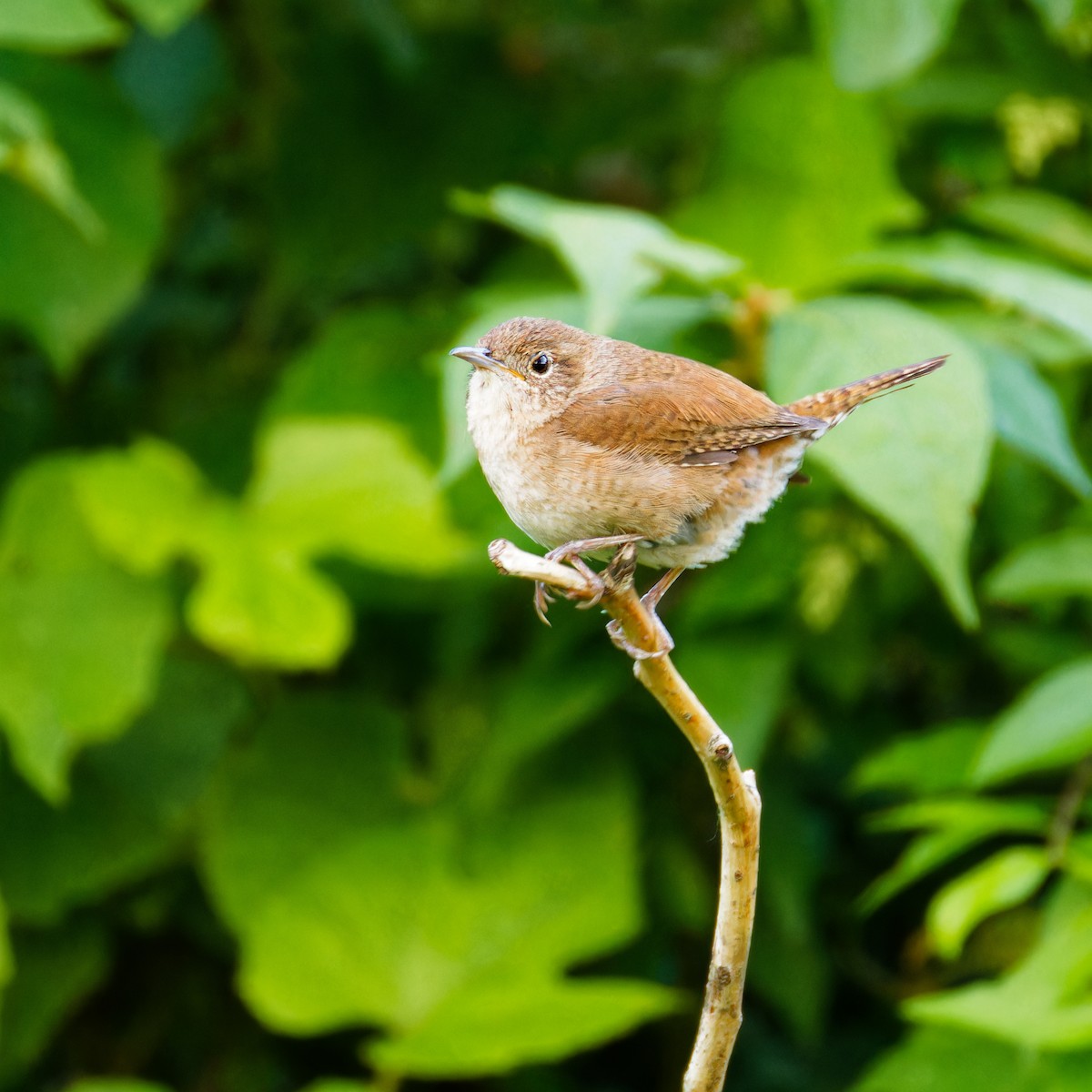 House Wren - ML619895636