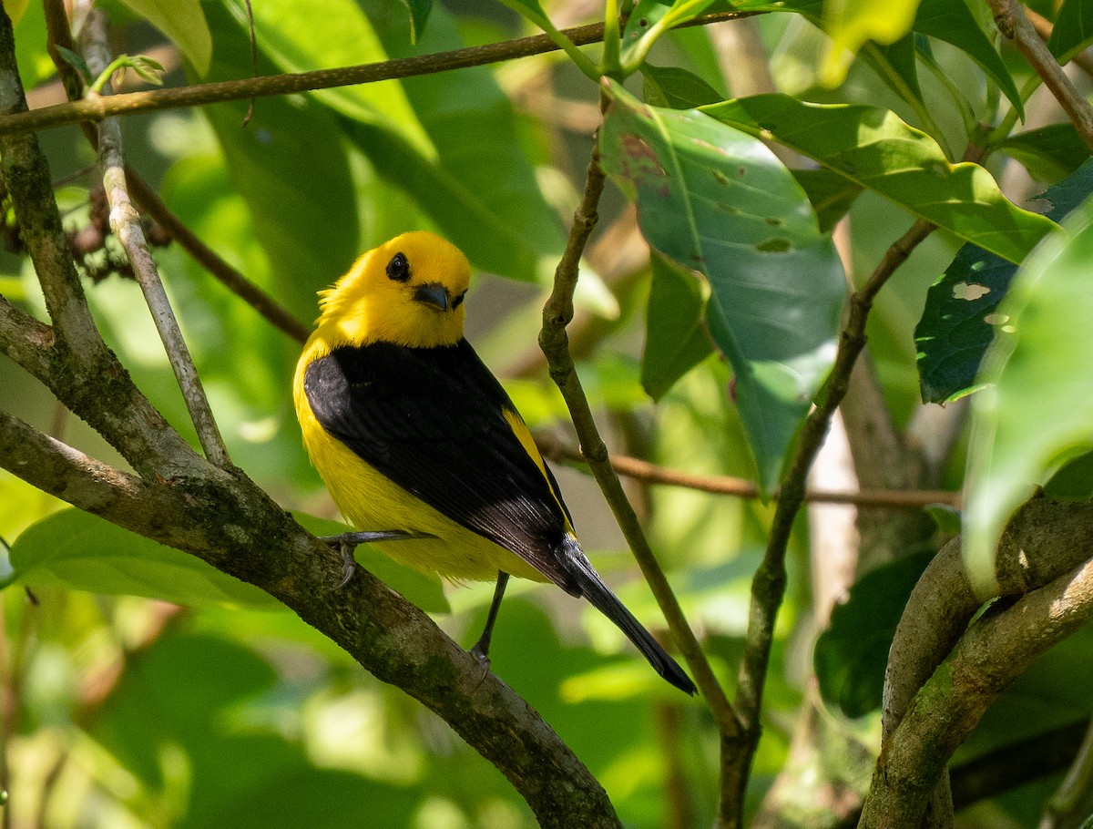 Black-and-yellow Tanager - ML619895643