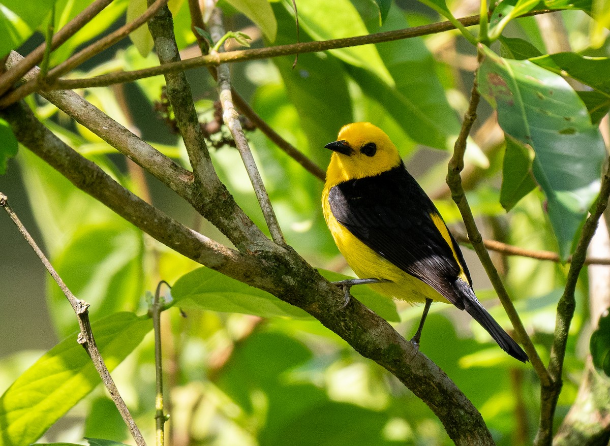 Black-and-yellow Tanager - ML619895644