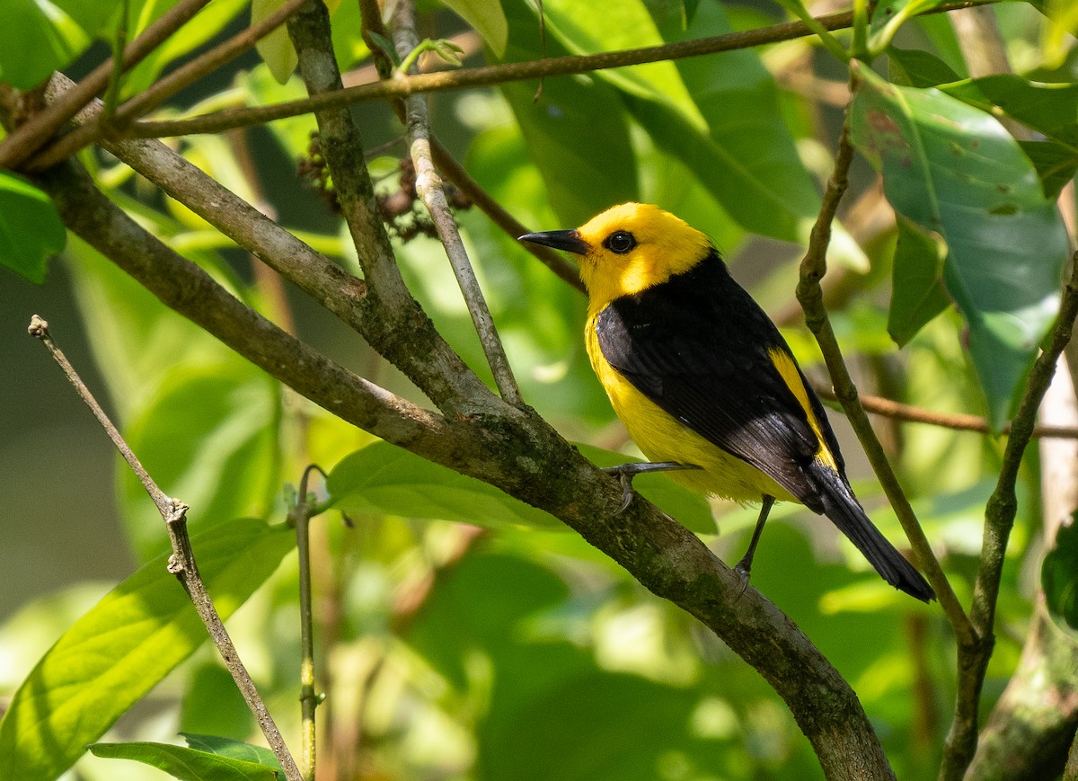 Black-and-yellow Tanager - ML619895645