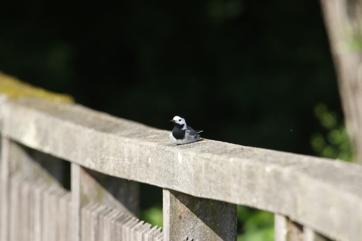 Ballerina bianca - ML619895650