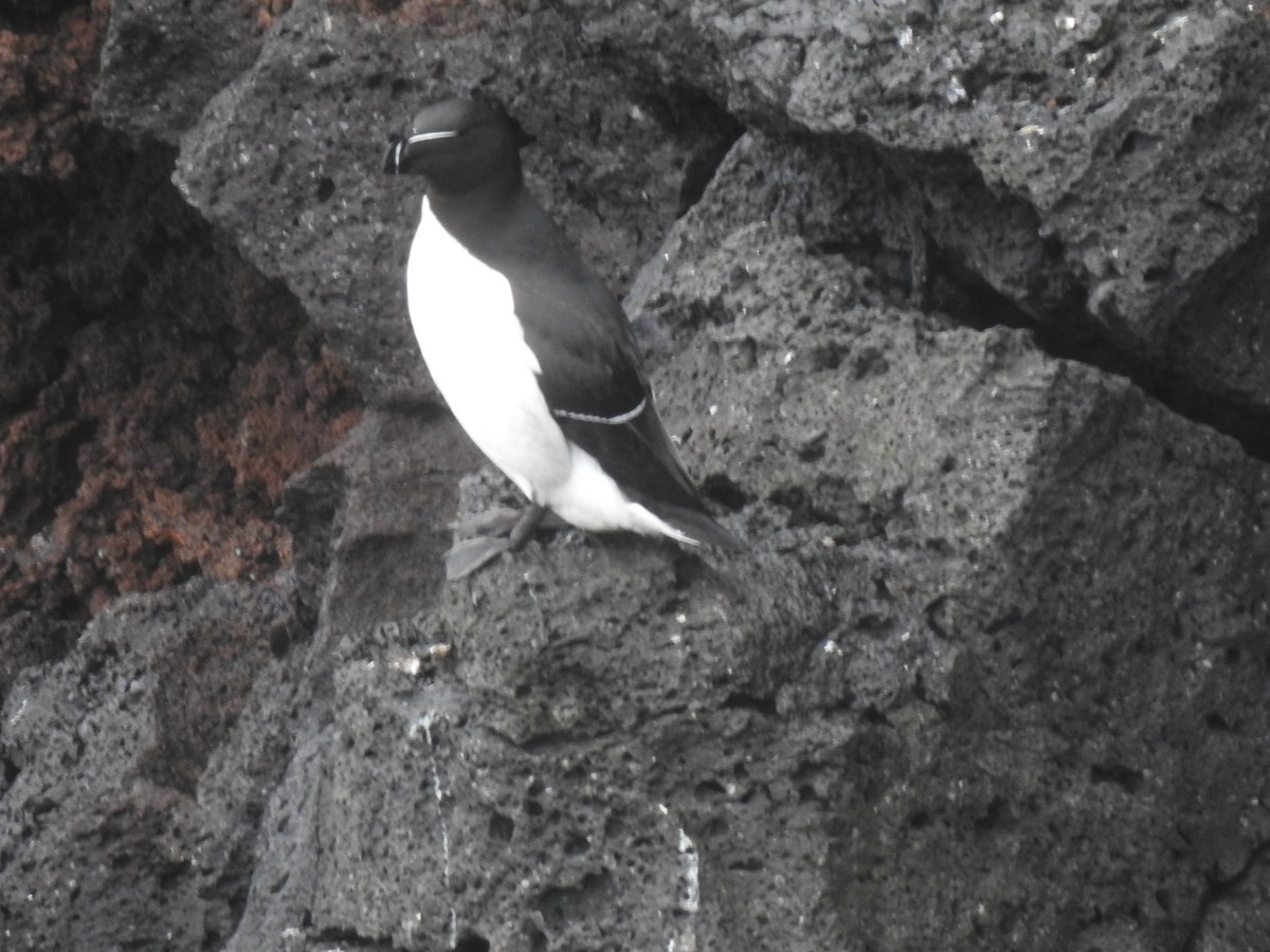 Razorbill - ML619895651