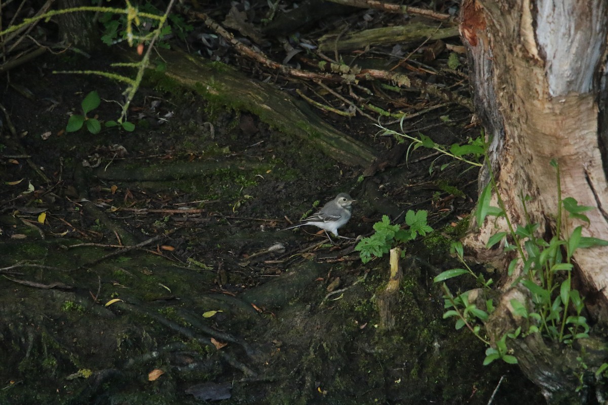 White Wagtail - ML619895652