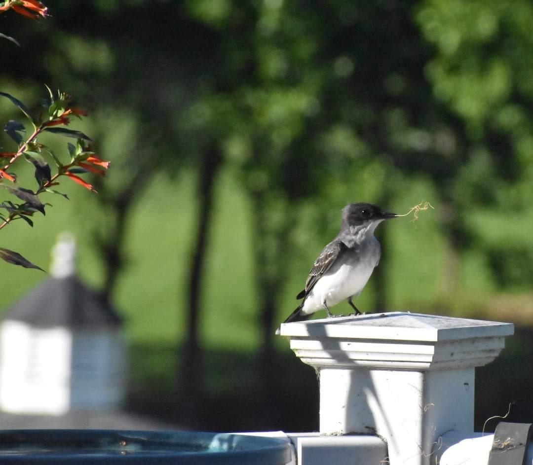 Eastern Kingbird - ML619895653