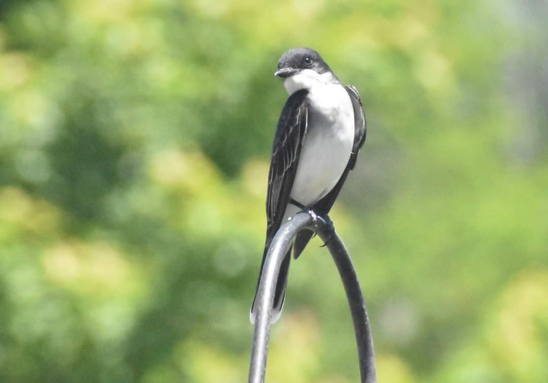 Eastern Kingbird - ML619895655