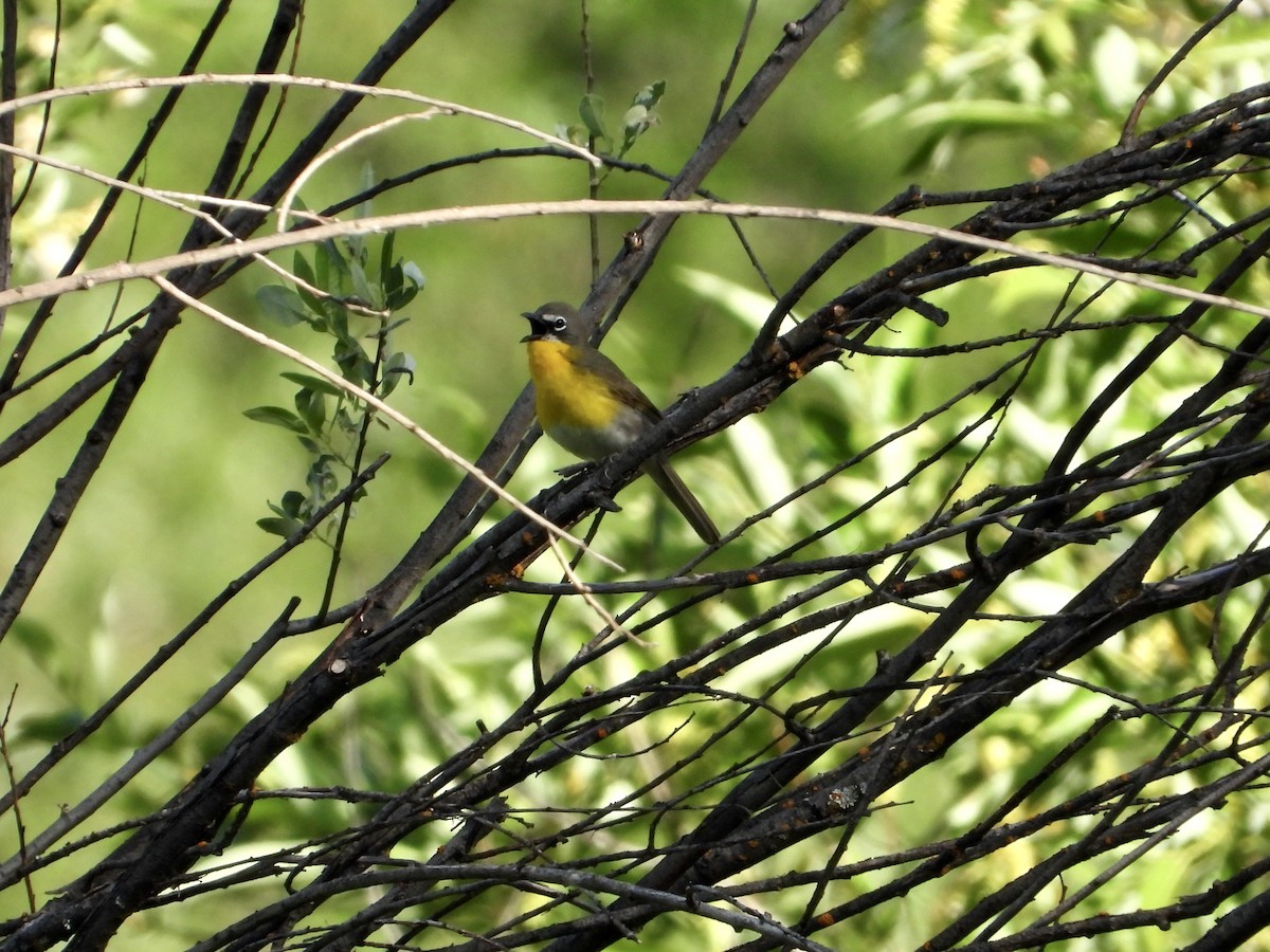 Yellow-breasted Chat - ML619895656