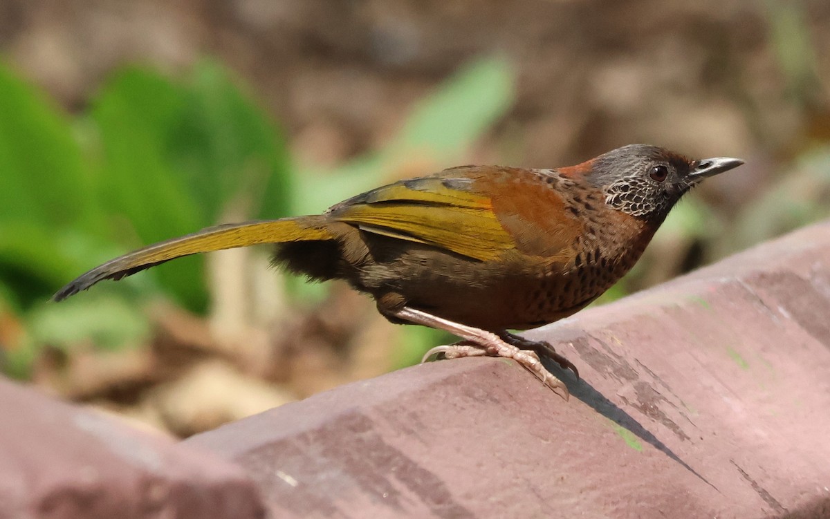 Chestnut-crowned Laughingthrush - ML619895667