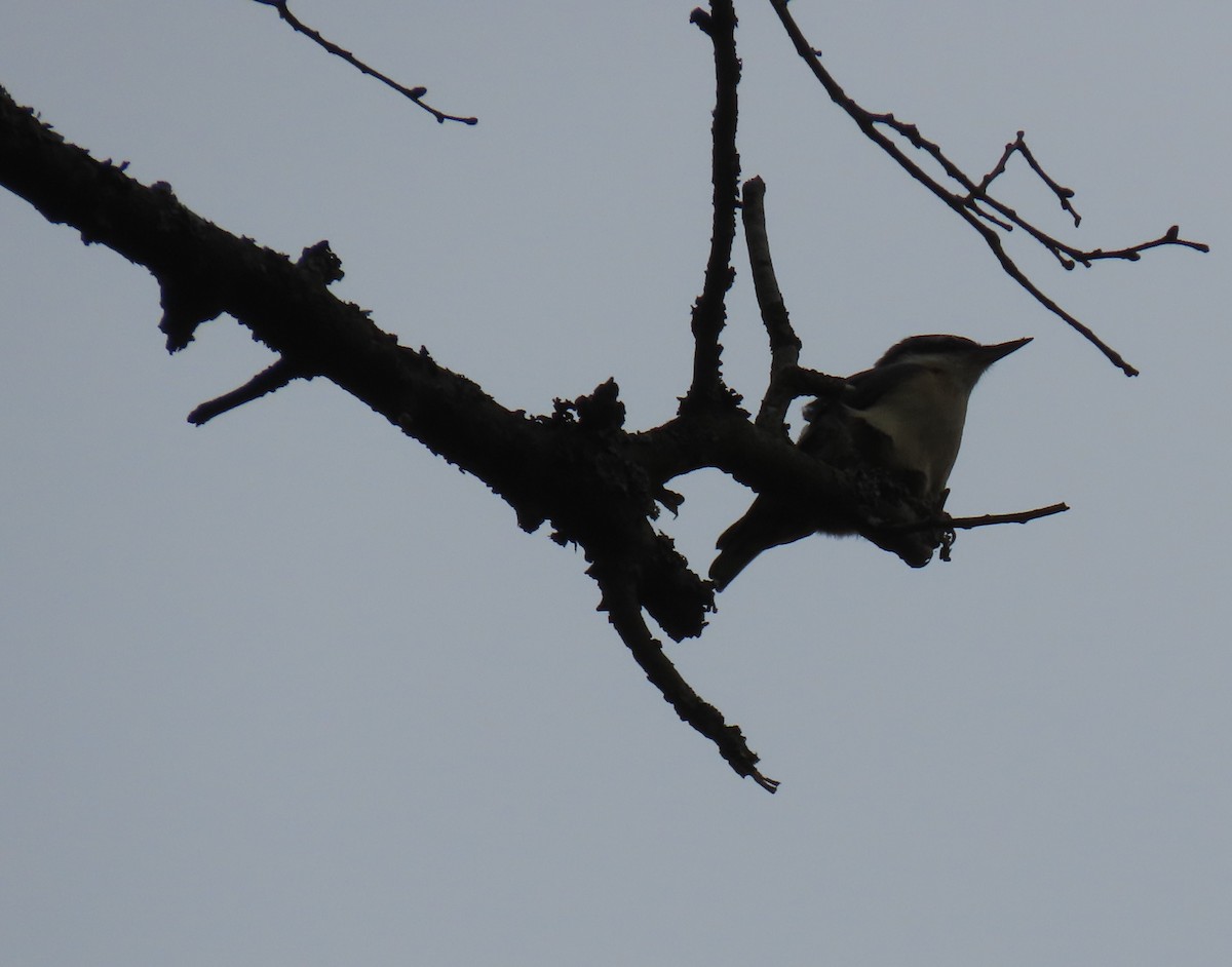 Eurasian Nuthatch - ML619895669