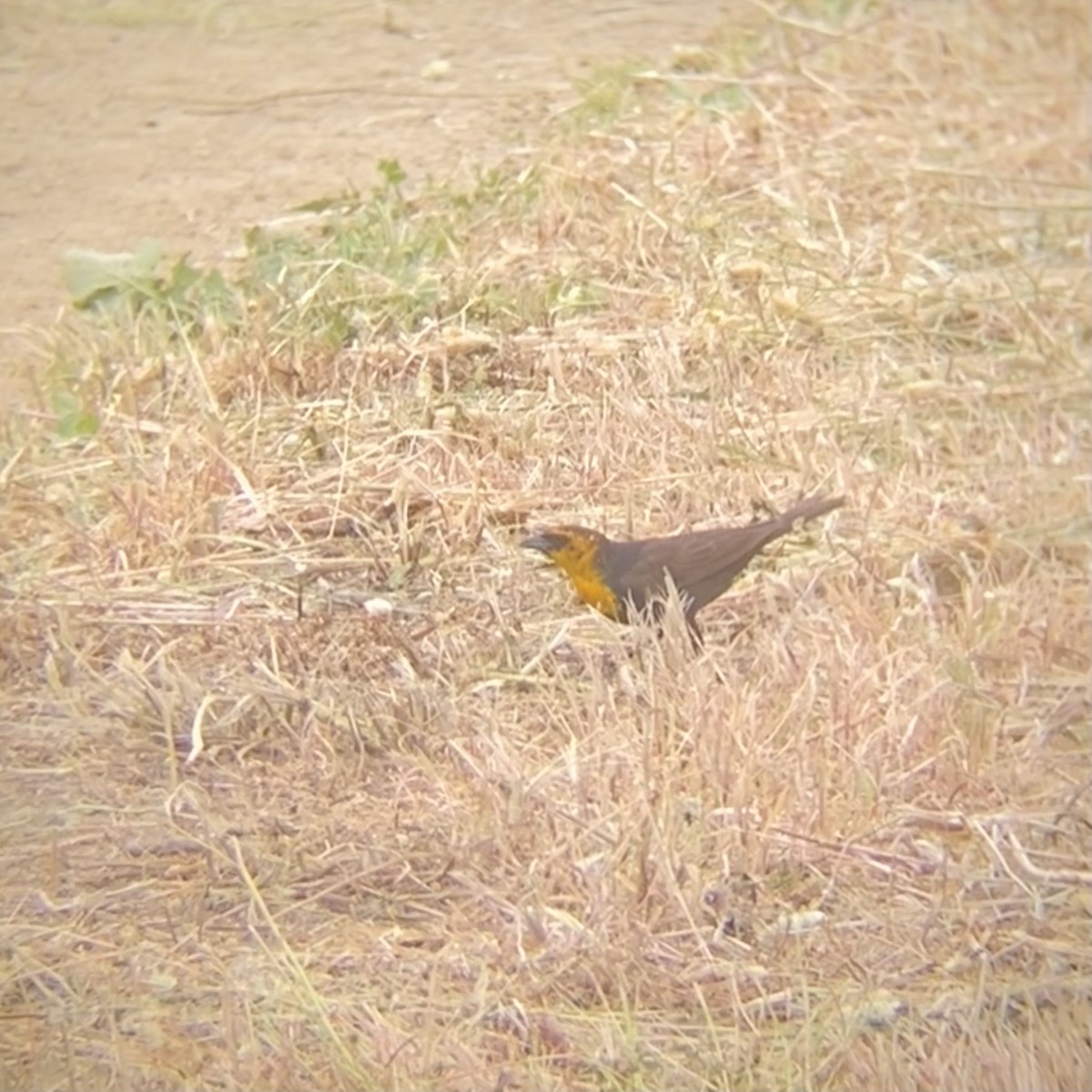 Yellow-headed Blackbird - ML619895671