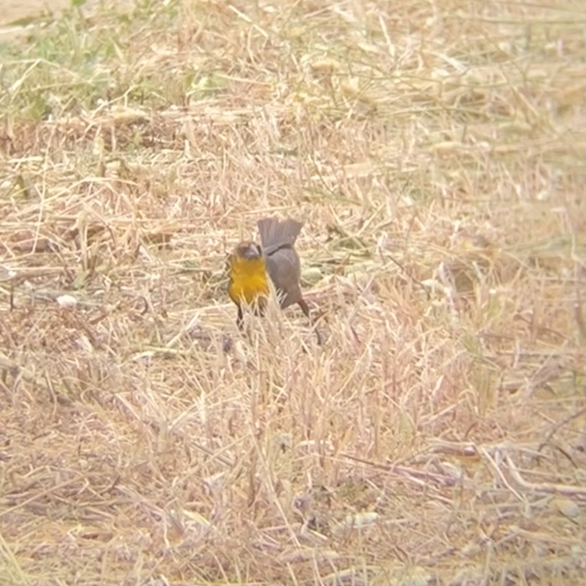Yellow-headed Blackbird - ML619895673