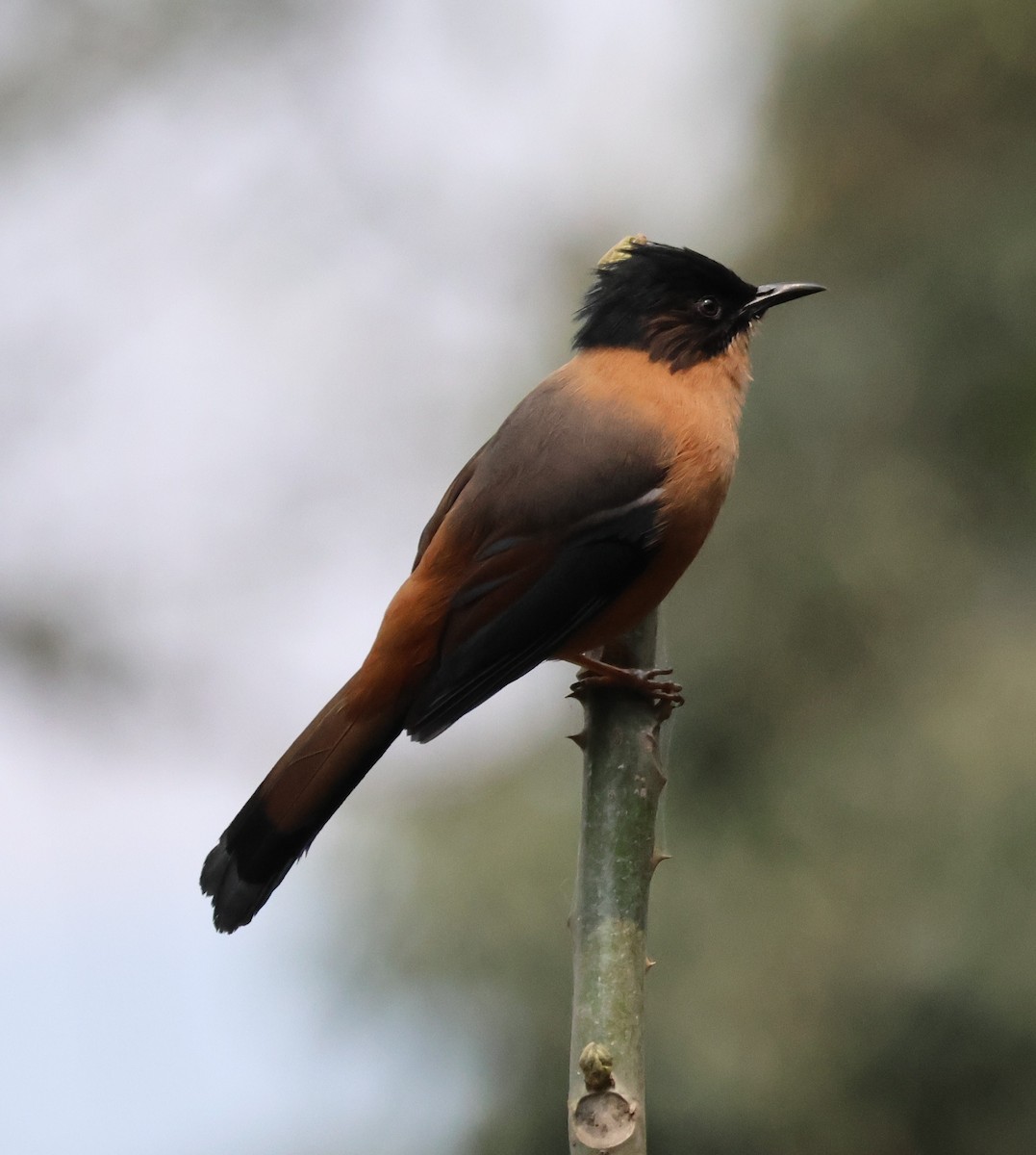 Rufous Sibia - ML619895675