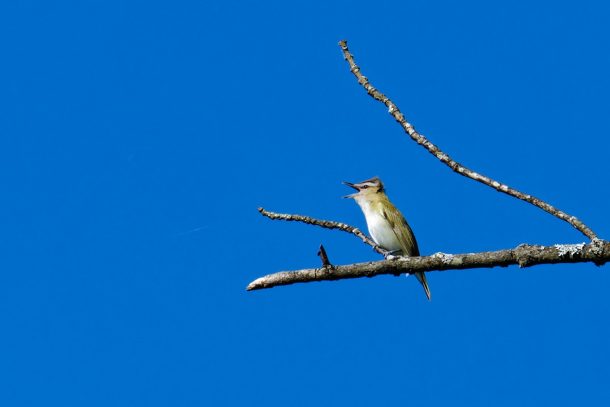 Red-eyed Vireo - ML619895676