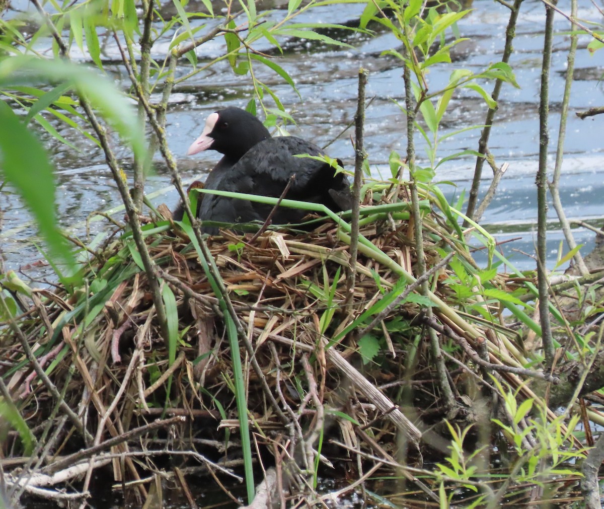 Eurasian Coot - ML619895683