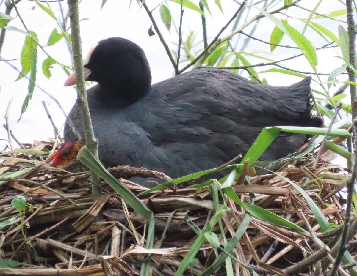 Eurasian Coot - ML619895686