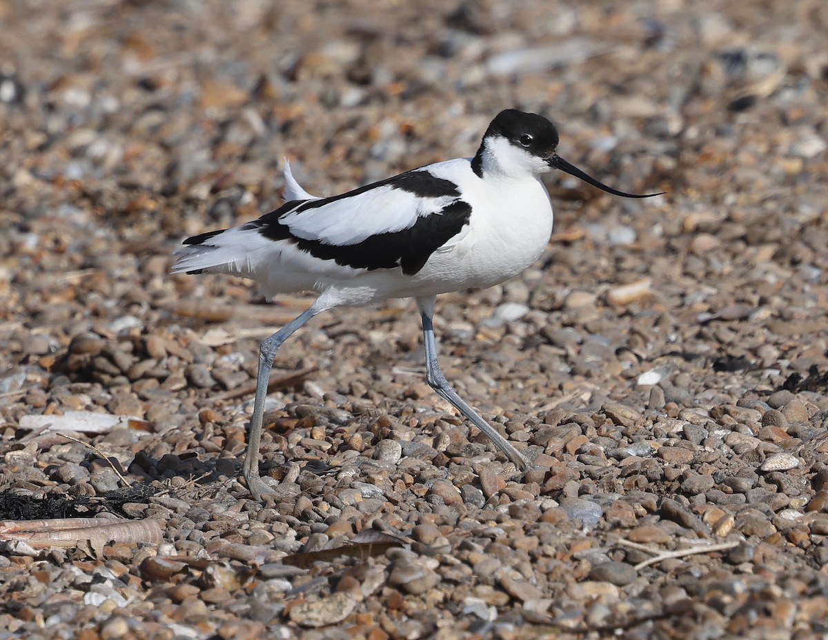 Pied Avocet - ML619895690