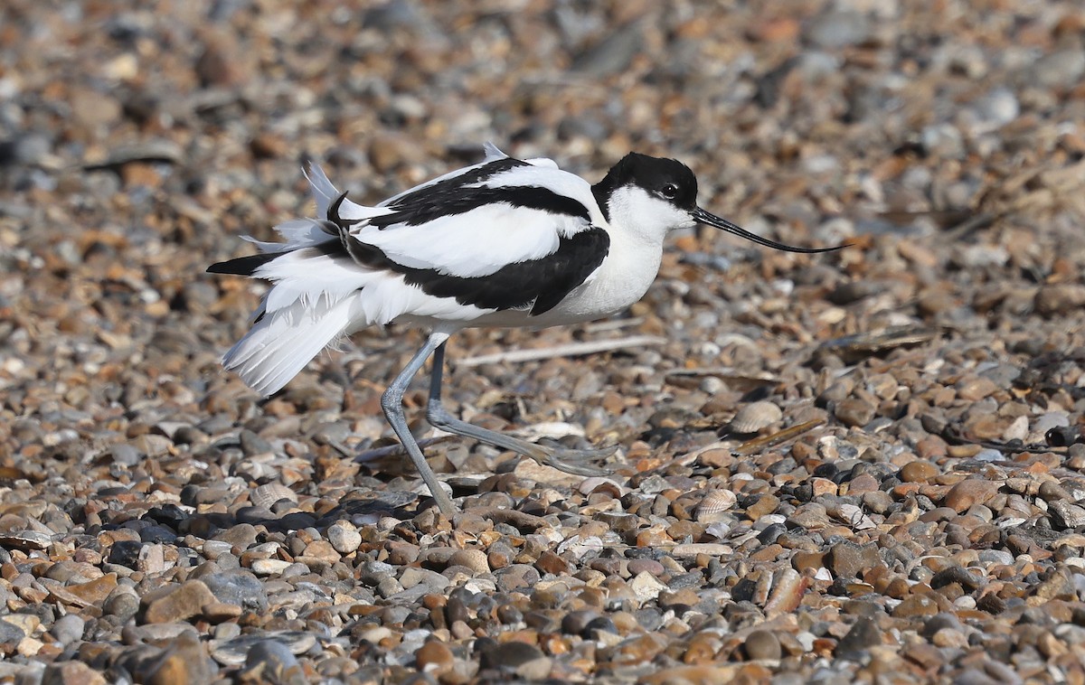 Pied Avocet - ML619895692