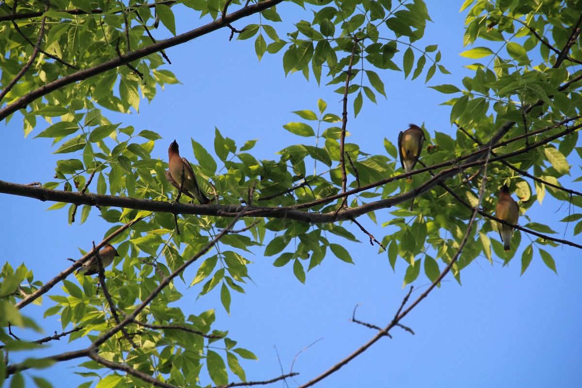 Cedar Waxwing - ML619895696