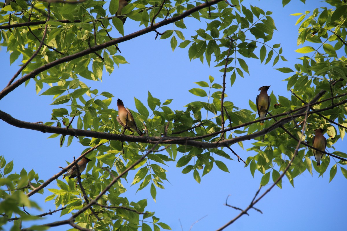 Cedar Waxwing - ML619895697