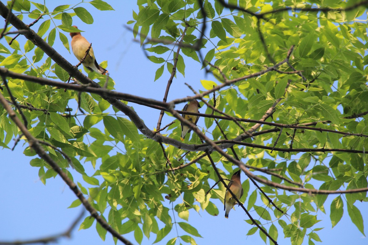 Cedar Waxwing - ML619895700