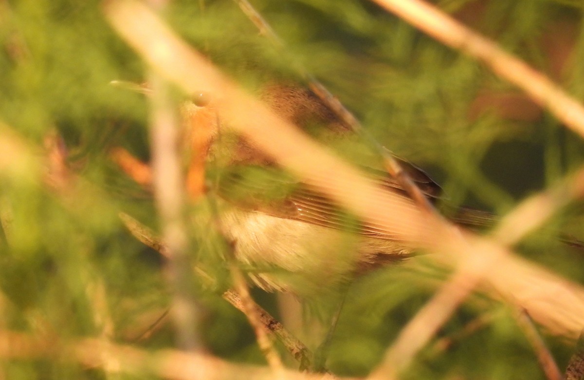 ub. spurvefugl (Passeriformes sp.) - ML619895701