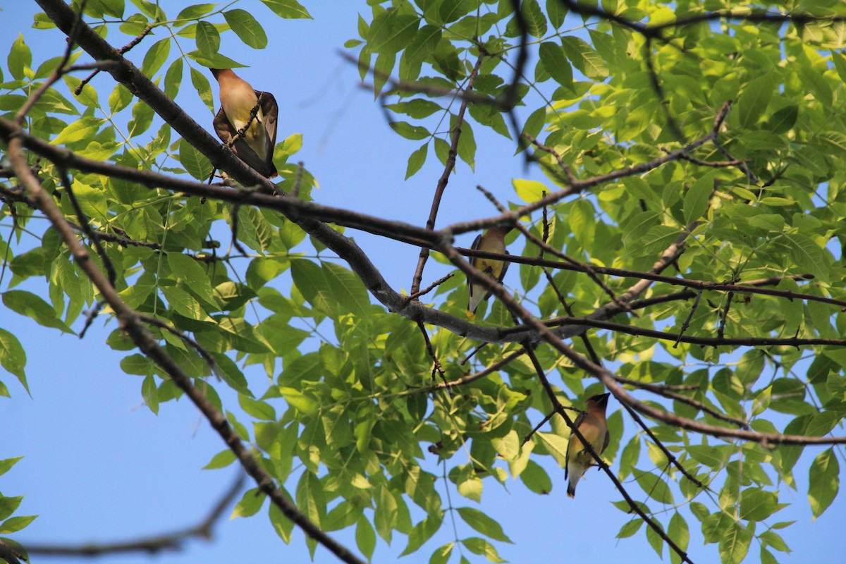 Cedar Waxwing - ML619895703