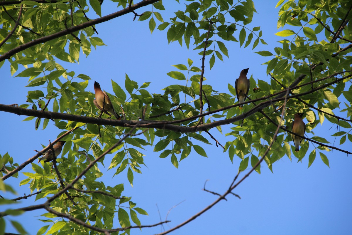 Cedar Waxwing - ML619895704