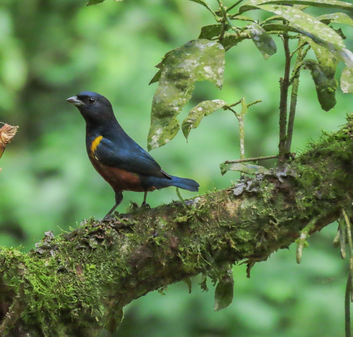 Chestnut-bellied Euphonia - ML619895707